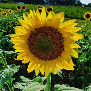 Meet your Posher, Ana